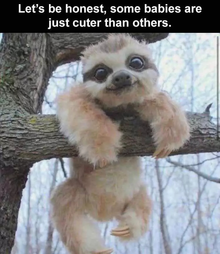 Hilarious Animal Images  Cuteness Overload