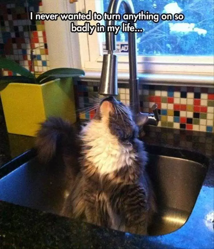 Funny Animal Images With Caption  Curiosity Killed The...
