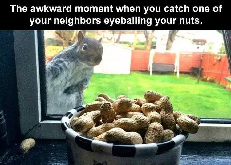 Hilarious Animal Images  Nosy Neighbours