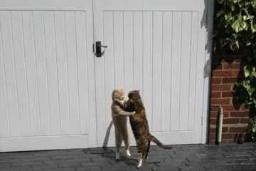 Valentines Day Is Near  Love Is In The Air