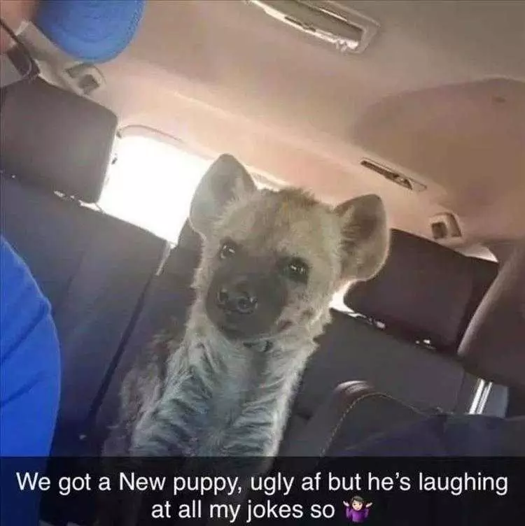 Hysterical Animal Pictures With Captions  Hyena Pup