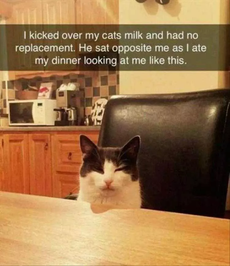 Hysterical Animal Pictures With Captions  Cat'S Death Stare