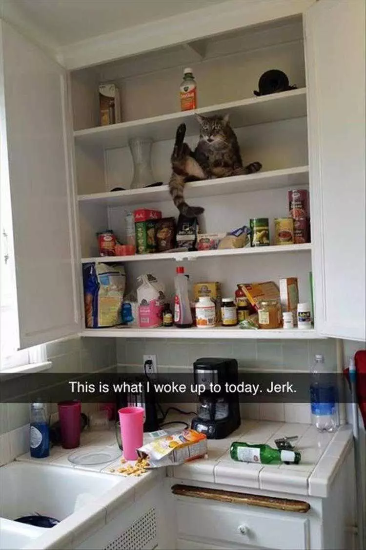 Hysterical Animal Pictures With Captions Hungry Cat