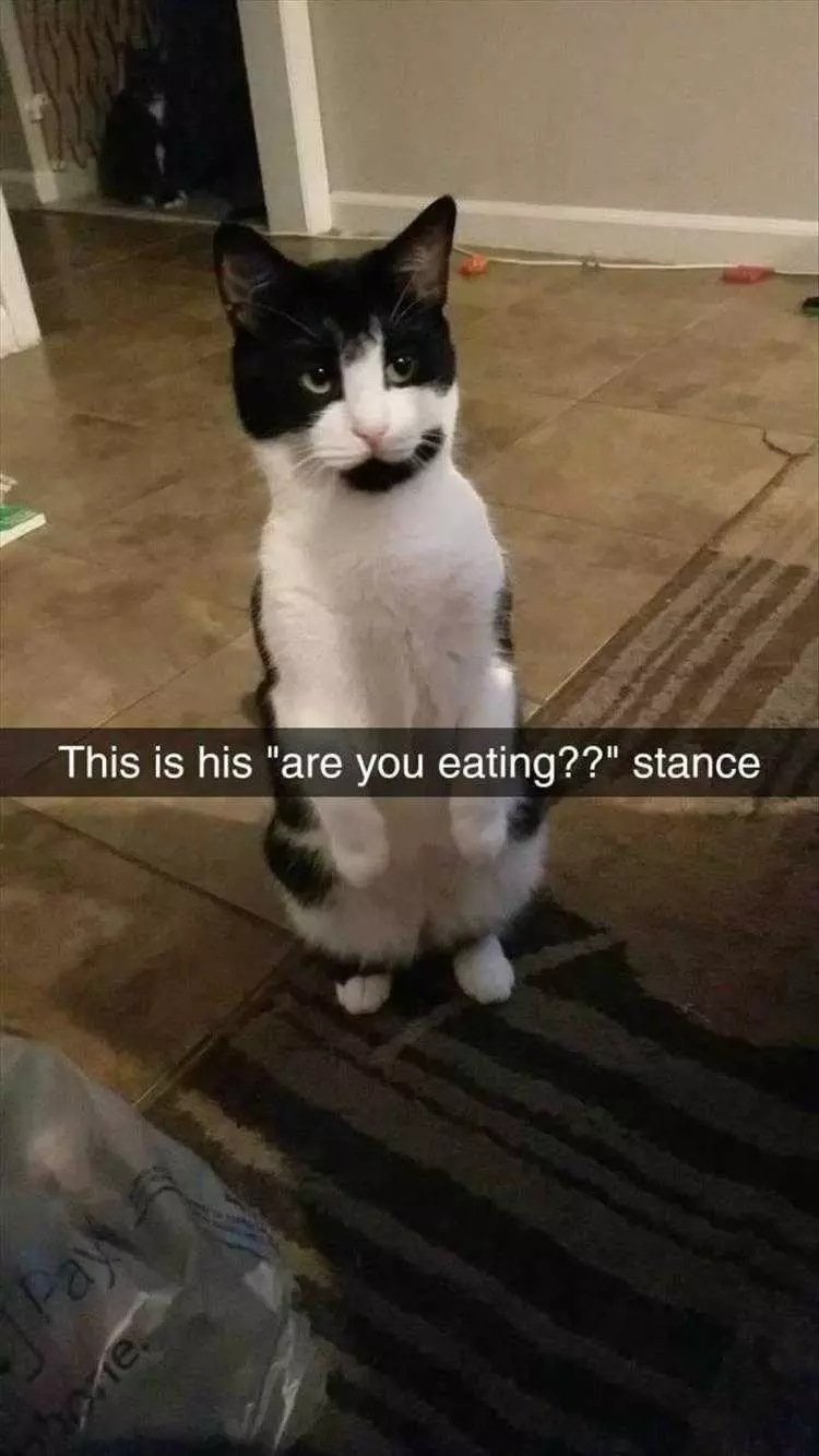 Animals Being Funny Pics  Are You Eating