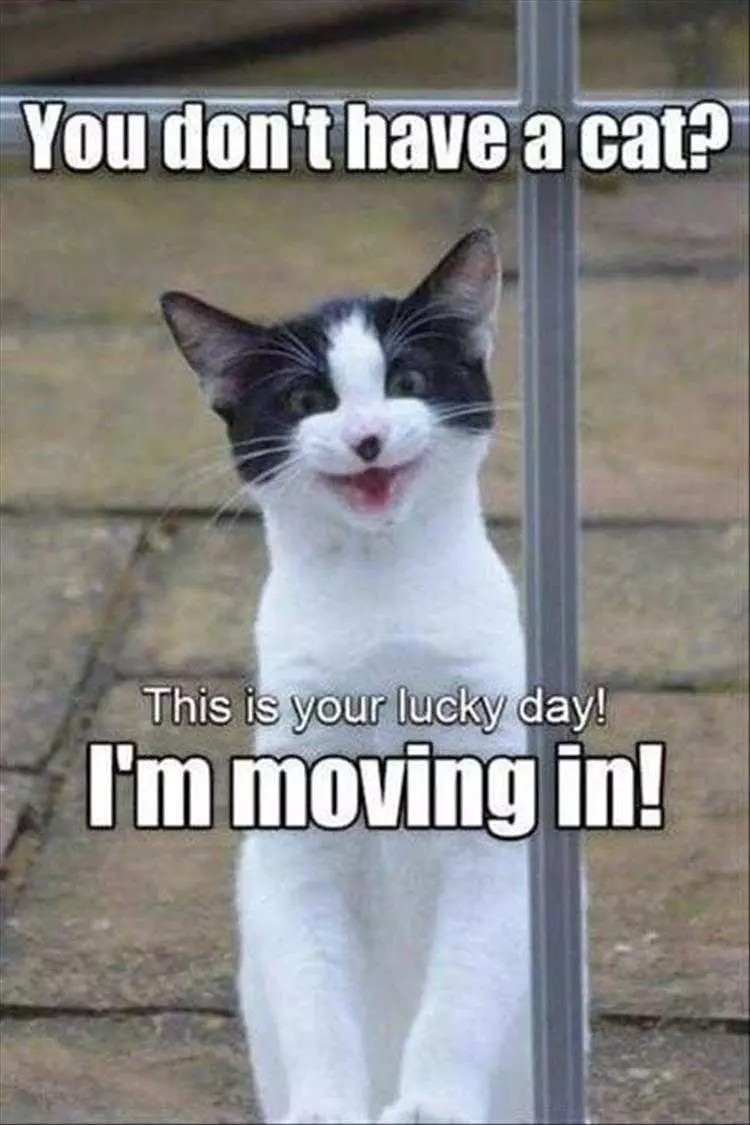 Animals Being Funny Pics  Lucky Day
