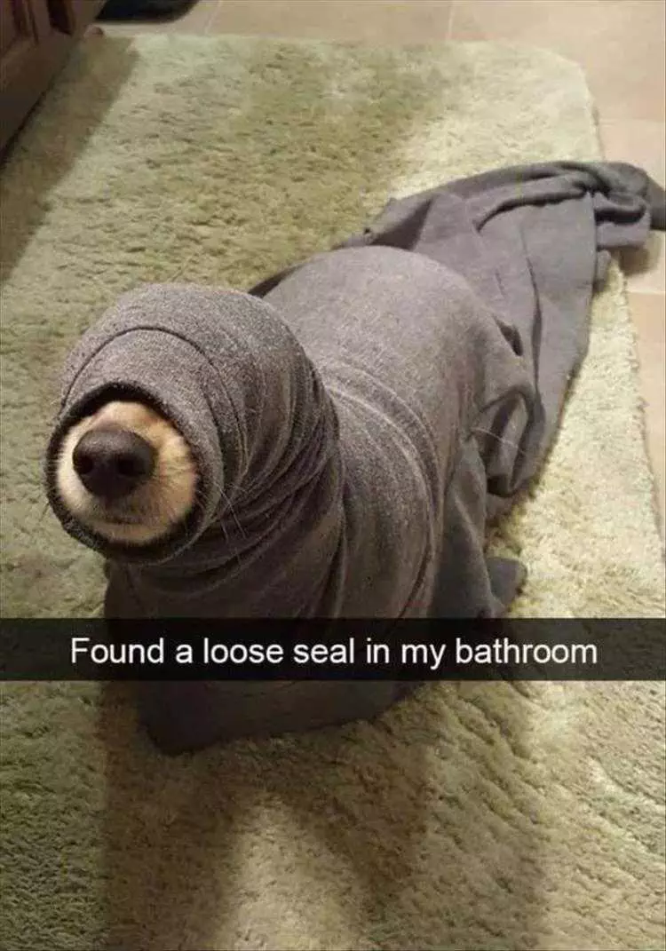 Hysterical Animal Pictures With Captions  Land Seal