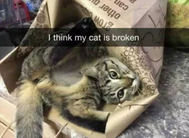 Animals Being Funny Pics  Box Makes Cats Go Crazy