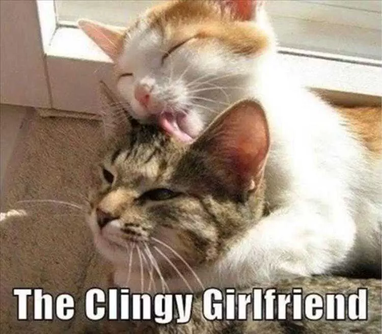 Funny Pet Images  Clingy Girlfriend Feline Verison