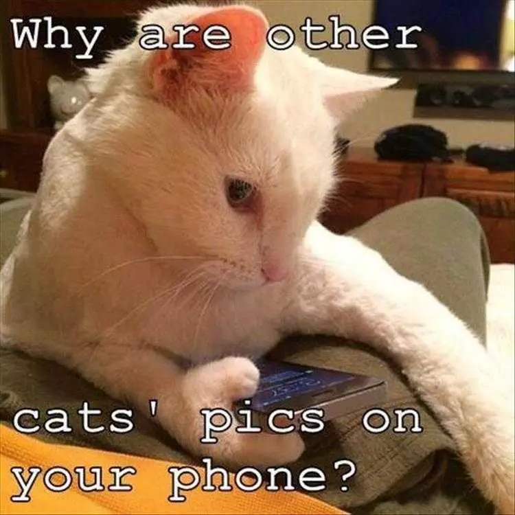 Funny Pet Images  Jealous Snooping Partner