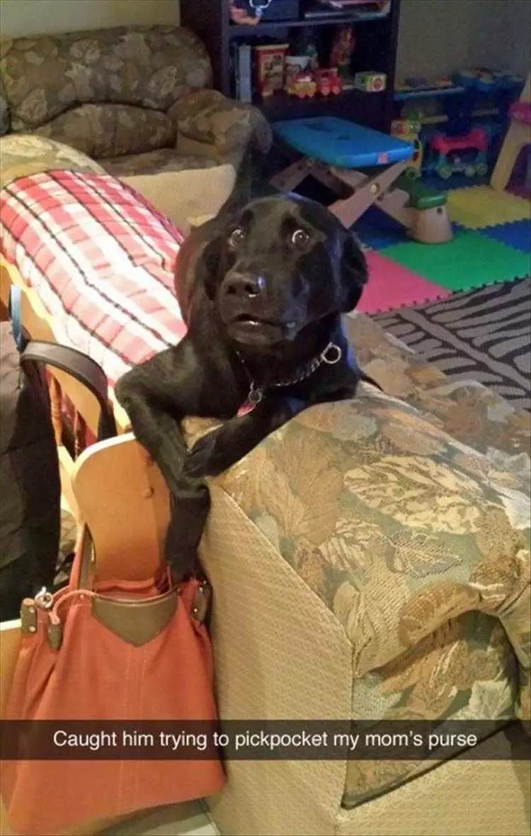 Funny Pet Images  Caught Red Handed In A Red Purse