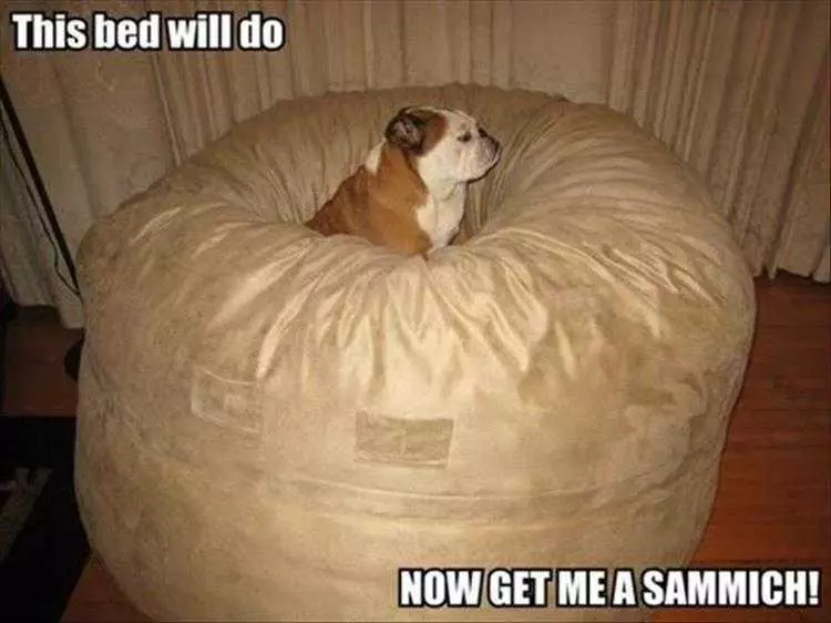 Funny Pet Images  Soft Bed