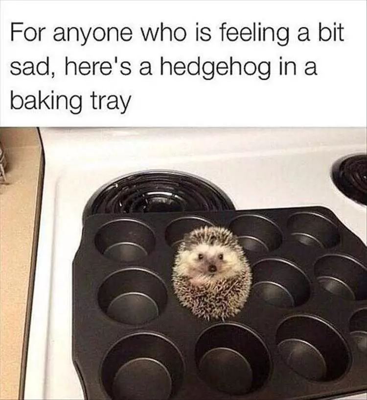Funny Pet Images  Cooking Cuteness