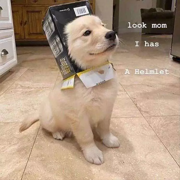 Funny Pet Images  Helmet And Proud