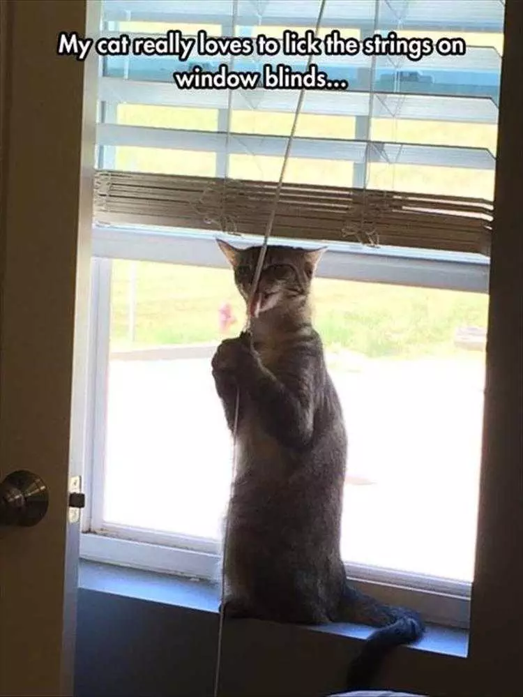 Funny Pet Images  Window Blinds String Licker