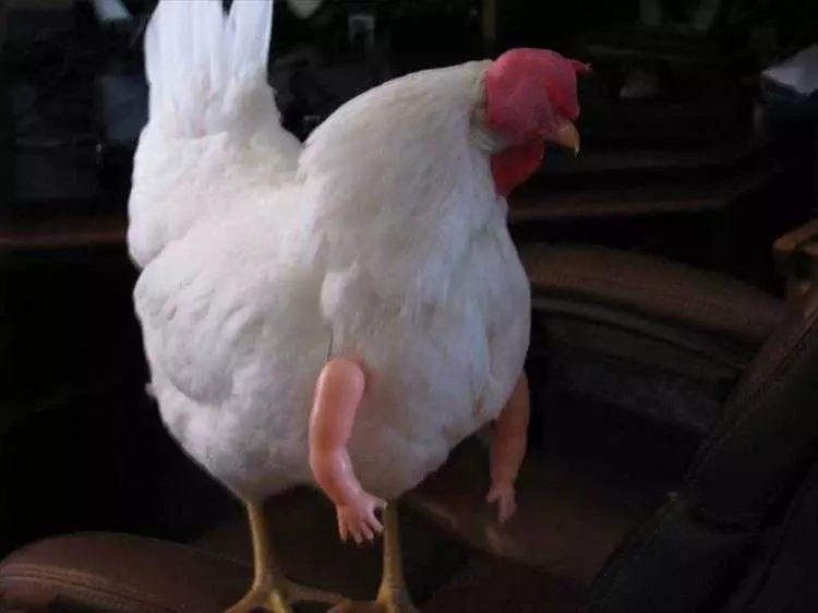 Hilarious Animal Images  Chicken Little No More!