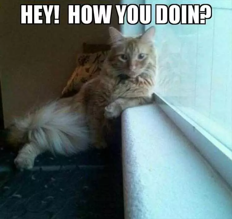 Hilarious Animal Images  If Joey Were A Cat...
