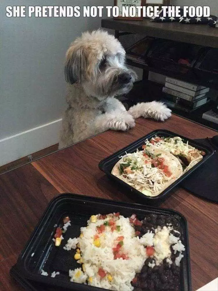 Top 33 Funny Animal Memes Of The Day_602000632284D.jpeg Hilarious Animal Images Acting Masterclass