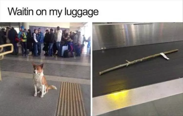 Animals Being Funny Pictures  Had To Check In That Oversize Luggage