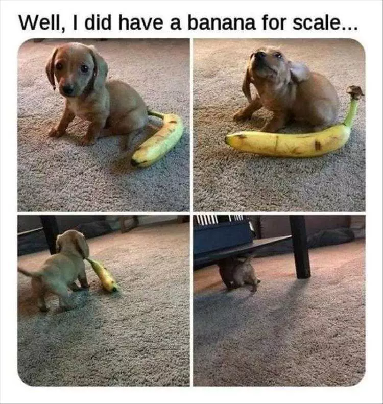 Top 35 Funny Animal Memes Of The Day_602D2F60Cdb30.Jpeg Animals Being Funny Pictures Cuteness Overload