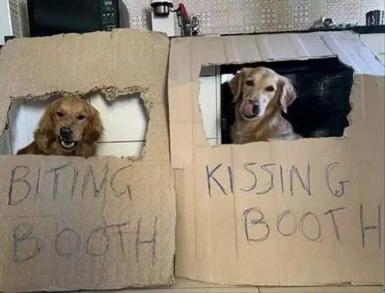 Animals Being Funny Pics  Choose The Right Booth