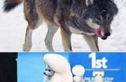 Animals Being Funny Pics  How Dogs Evolved