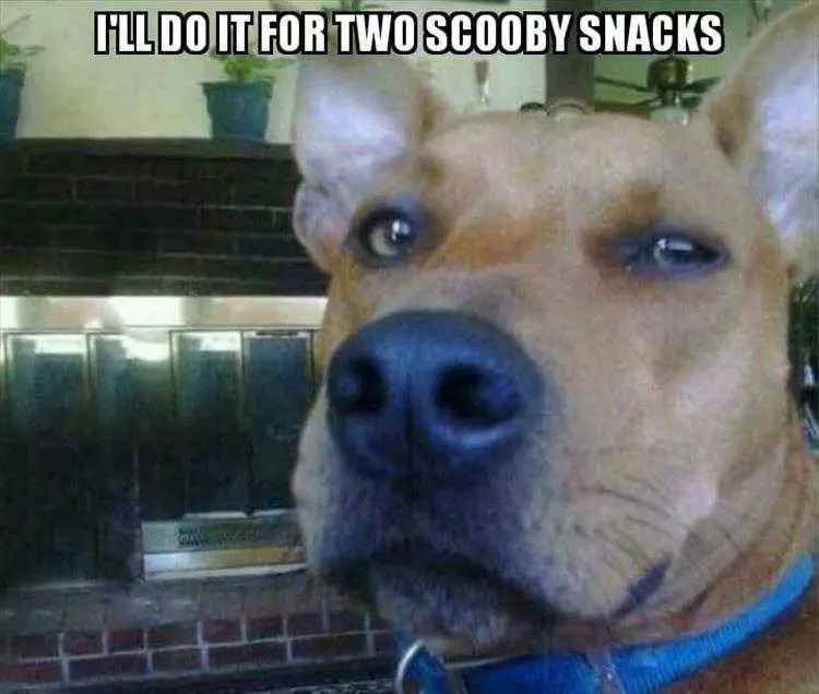 Animals Being Funny Pics  Scooby Doo