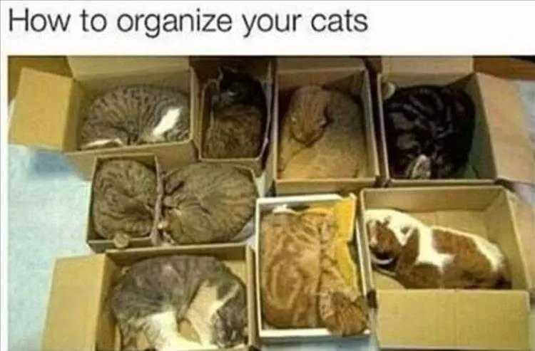Animals Being Funny Pics  Cat In Boxes