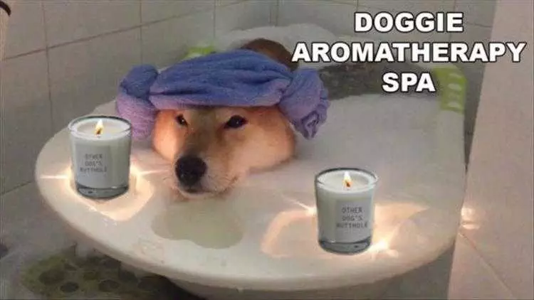 Animals Being Funny Pics  Spa Day