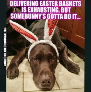 20 Funny Dog Easter Memes To Enjoy While You Binge Eat Easter Eggs 20 Funny Dog Easter Memes To Enjoy While You Binge Eat Easter Eggs
