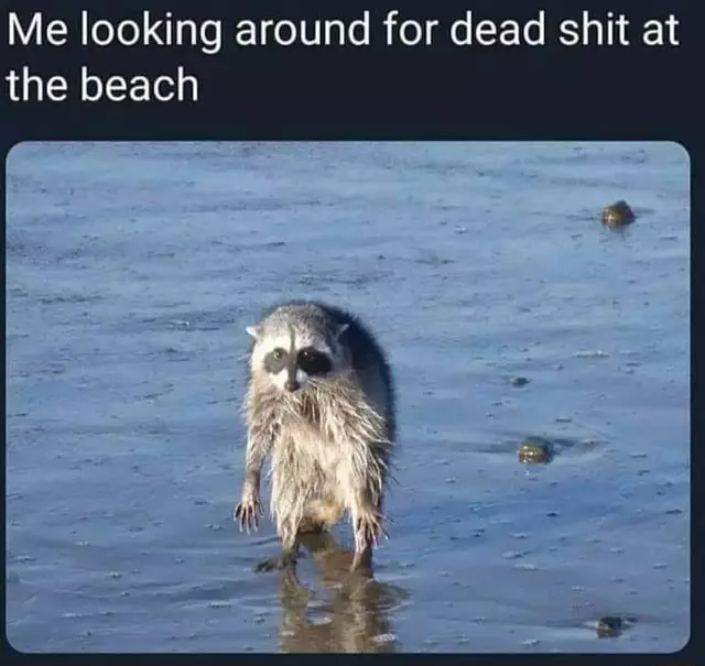 Beach Memes  Give It To Me