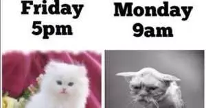 Cats On Mondays