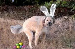 Funny Animal Easter Memes