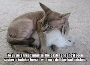 Funny Easter Cat Memes