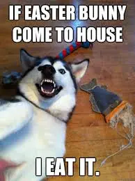 20 Funny Dog Easter Memes To Enjoy While You Binge Eat Easter Eggs 20 Funny Dog Easter Memes To Enjoy While You Binge Eat Easter Eggs