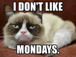 15 Hilarious Cats Who Understand The Monday Mood