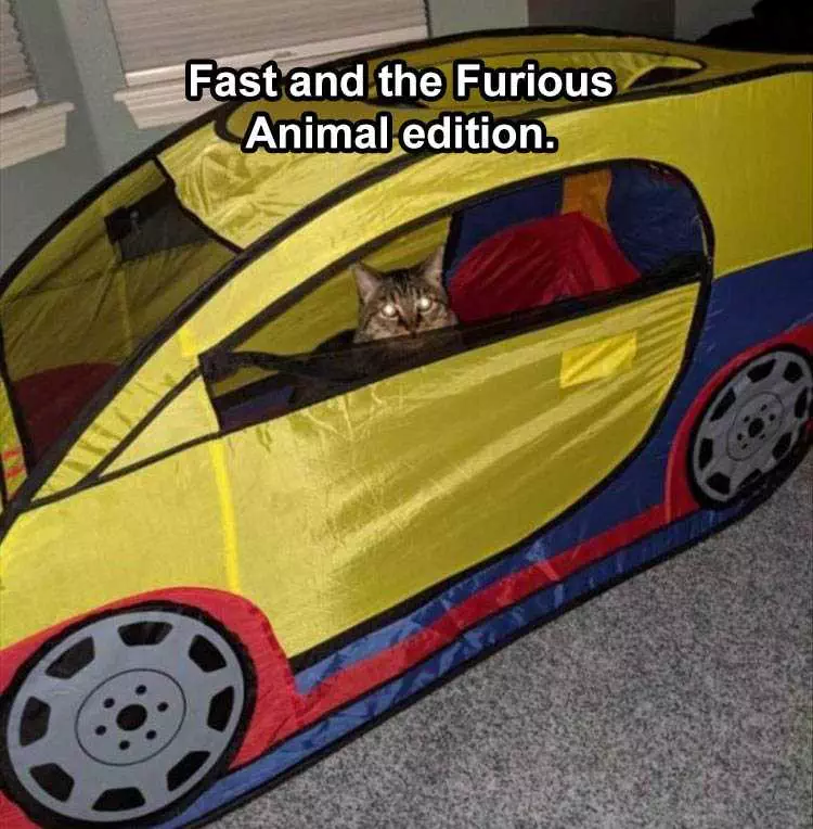 The Funniest Animal Memes Of The Week – 45 Pics_604E24E051A0B.jpeg Funny Animal Images With Sayings