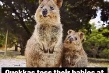 Funny Animal Pictures With Captions