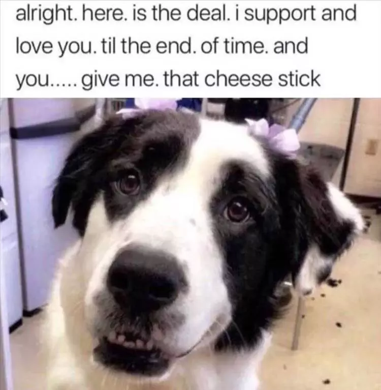 Hilarious Animal Pics With Caption  More Cheese Sticks