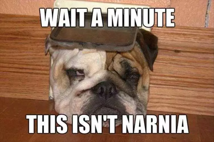 Funny Animal Images With Sayings