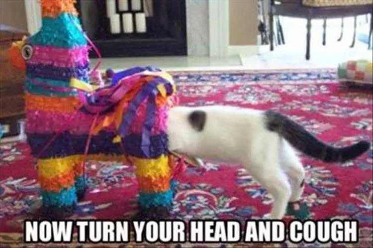 Funny Animal Images With Sayings