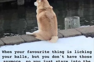 30 Hilarious Animal Pictures With Quotes