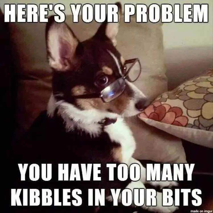 Funny Animal Images With Quotes
