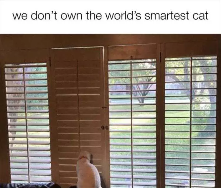 Funny Animal Images With Quotes