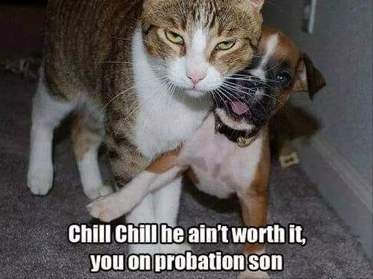 Funny Animal Pictures With Captions To Share