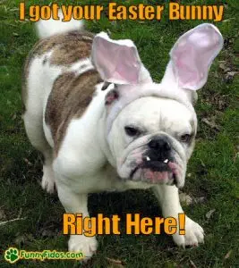 Unnamed 20 Funny Dog Easter Memes To Enjoy While You Binge Eat Easter Eggs