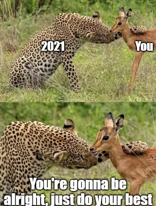 Hilarious Animal Meme Pics