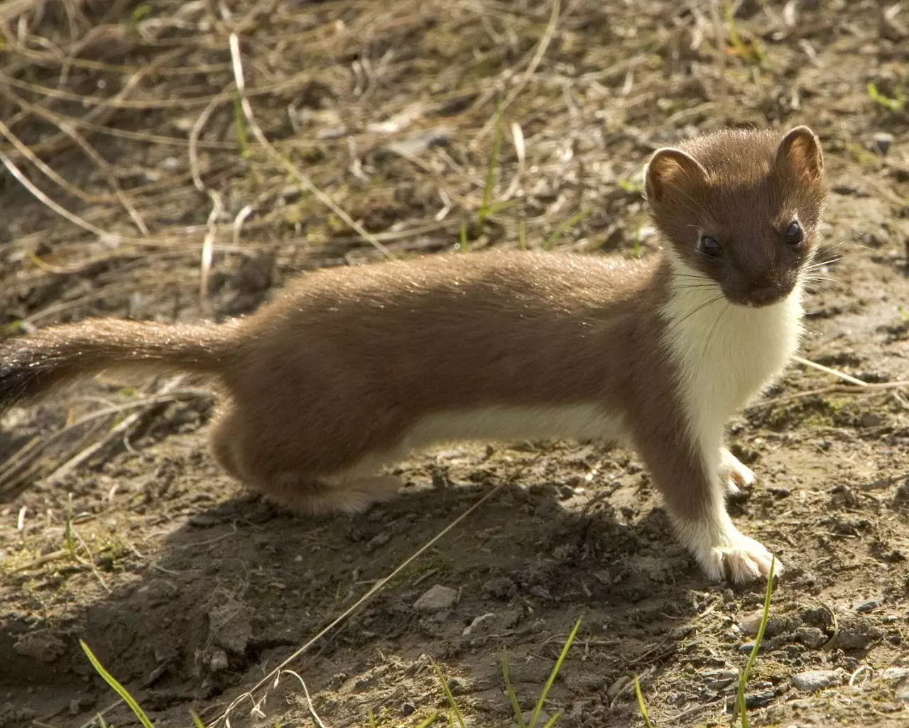 Lovable Stoat Pictures