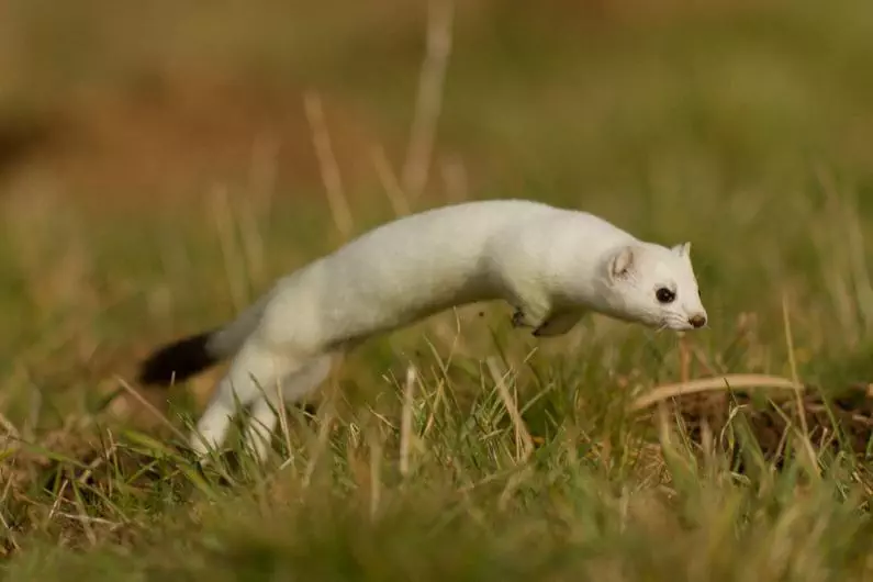 Hilarious Stoat Pictures