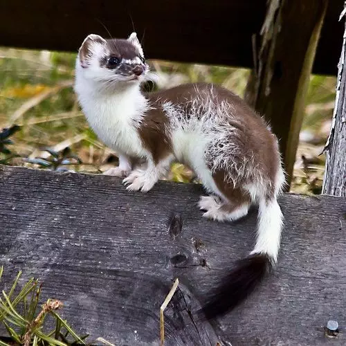Stoat Pictures