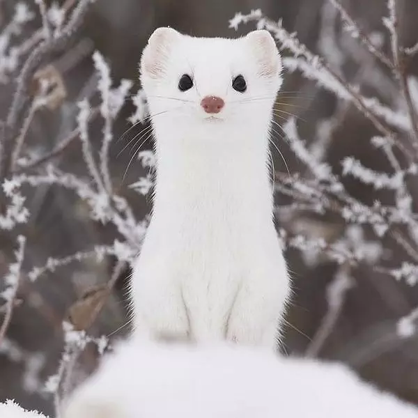 Stoat Pictures
